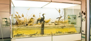 Immagine Museo Naturalistico